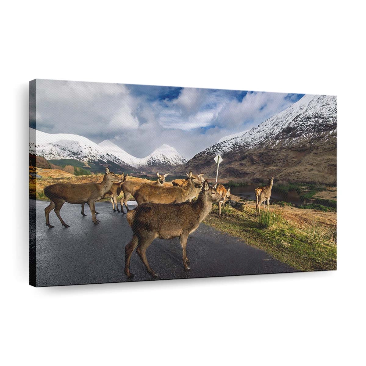 Glen Etive Hirsche Leinwand – Leinwandbilder