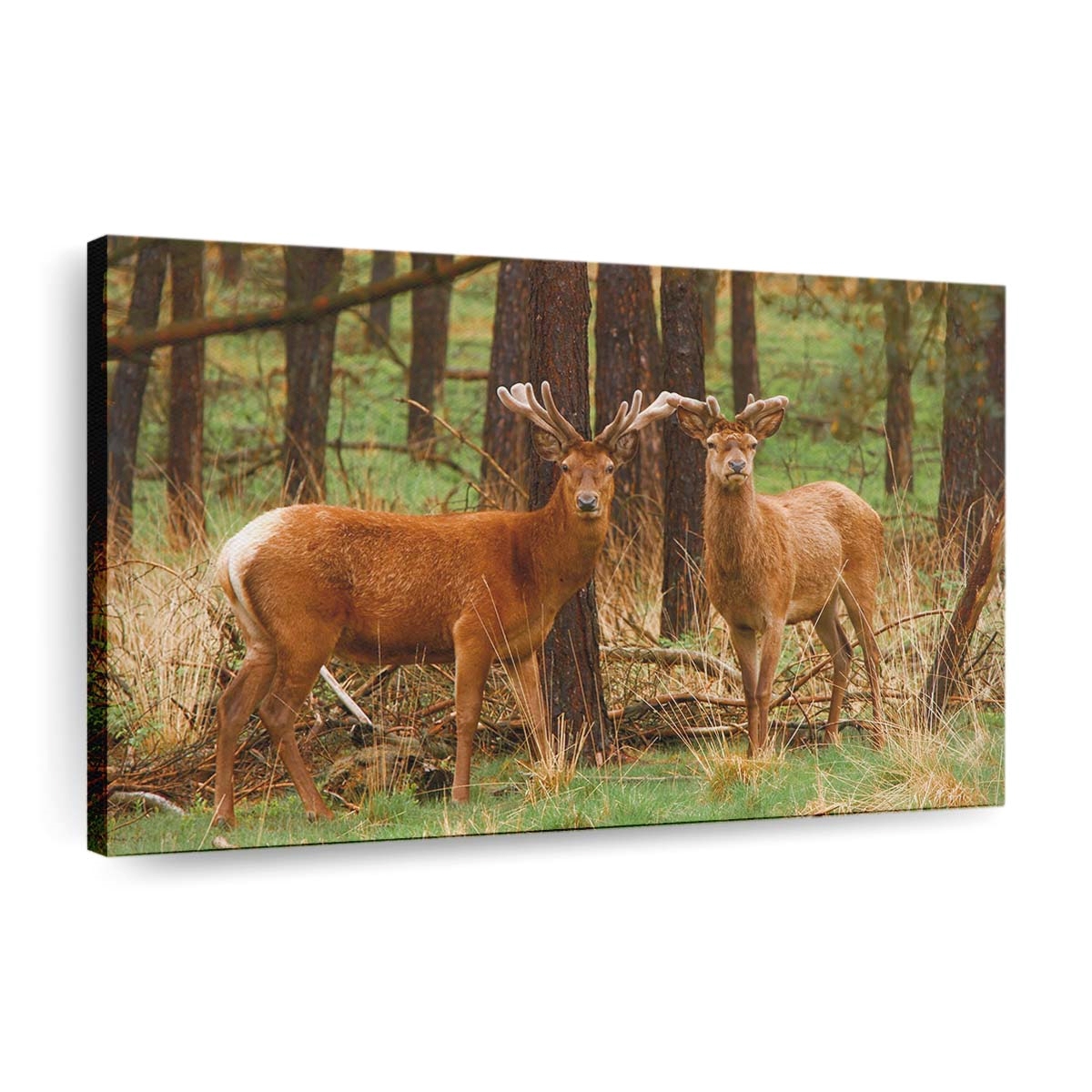 Rotwild-Hirsche Leinwand – Leinwandbilder